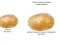 Jwèt Potato Construct 2 Edition sou entènèt