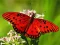 Jwèt Nature Jigsaw Puzzle Butterfly sou entènèt