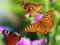 Jwèt Butterfly Slide sou entènèt