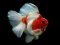 Jwèt Gold Fish Jigsaw Puzzle sou entènèt