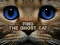 Jwèt Find the Ghost Cat sou entènèt