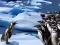 Jwèt Penguins Slide sou entènèt