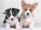 Jwèt Cute Puppies Puzzle sou entènèt