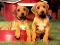 Jwèt Puppy Pairs Puzzle sou entènèt