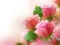 Jwèt Pink Roses sou entènèt