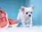 Jwèt Lovely Puppy Puzzle sou entènèt