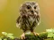 Jwèt Animal Hidden Stars sou entènèt
