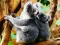 Jwèt Cute Baby Koala Bear sou entènèt