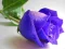 Jwèt Blue Roses sou entènèt