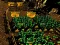 Jwèt Pixel Farm sou entènèt