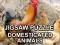 Jwèt Jigsaw Puzzle Domesticated Animals sou entènèt