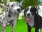 Jwèt Dog Simulator 3d sou entènèt