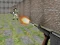 Jwèt Bullet Fire sou entènèt