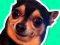Jwèt What meme dog are you ? sou entènèt