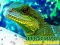 Jwèt Chinese Water Dragon Jigsaw sou entènèt