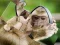 Jwèt Chimpanzee Jigsaw sou entènèt