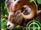 Jwèt Crazy Goat Hunter 2020 sou entènèt