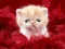 Jwèt Funny Kitty sou entènèt