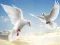 Jwèt Flying Birds sou entènèt