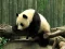 Jwèt Pandas Puzzle sou entènèt