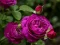 Jwèt Purple Roses sou entènèt