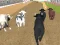 Jwèt Angry Bull Racing sou entènèt