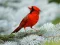 Jwèt Birds Puzzle sou entènèt
