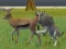 Jwèt Wolf Life Simulator sou entènèt