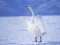 Jwèt Graceful Swans sou entènèt