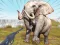 Jwèt Zoo Anomaly Simulation sou entènèt