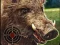 Jwèt Boar Hunting Jigsaw sou entènèt
