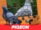 Jwèt Pigeon Jigsaw Puzzle sou entènèt