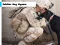 Jwèt Soldier Dog Jigsaw sou entènèt