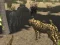 Jwèt African Cheetah Hunting Simulator sou entènèt