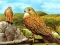 Jwèt Birds of Prey Slide sou entènèt