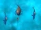 Jwèt Avoid the Sharks sou entènèt