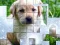 Jwèt PicPu Dog sou entènèt