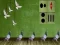 Jwèt Pigeon Escape 2 sou entènèt