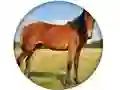 Jwèt Animal Quiz sou entènèt