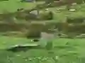 Jwèt Pigeons Hunting sou entènèt