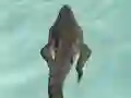 Jwèt Crocodile Simulator Beach Hunt sou entènèt