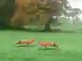 Jwèt Hunted Fox sou entènèt