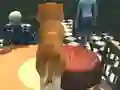 Jwèt Dog Simulator: Puppy Craft sou entènèt