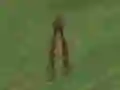 Jwèt Dino Hunt sou entènèt