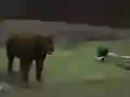 Jwèt Bear Den sou entènèt