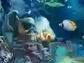 Jwèt Sunken Gold sou entènèt