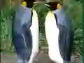 Jwèt Penguin Puzzle sou entènèt