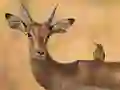 Jwèt Wild Deer Jigsaw sou entènèt