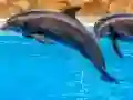 Jwèt Sea Dolphin Jigsaw sou entènèt
