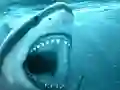 Jwèt Hungry Shark sou entènèt